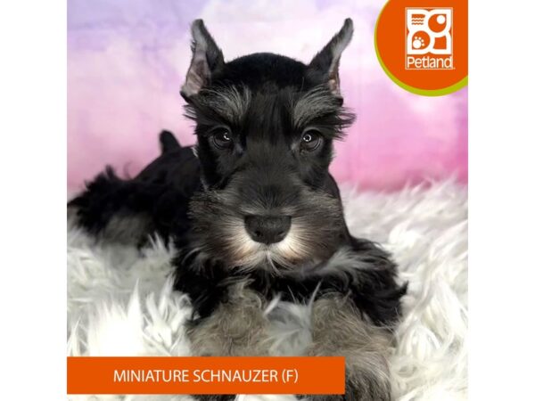 Miniature Schnauzer DOG Female Black / Silver 3013 Petland Lancaster, Ohio