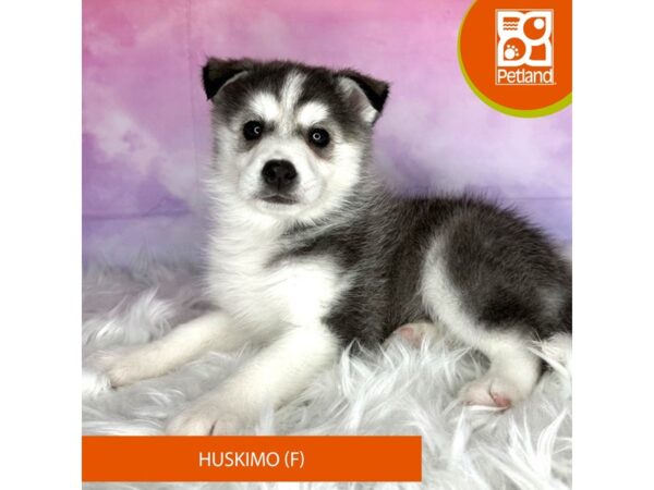 Huskimo DOG Female Black / White 3012 Petland Lancaster, Ohio