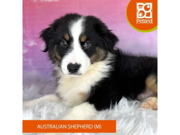 Australian Shepherd-DOG-Male-Black-3011-Petland Lancaster, Ohio