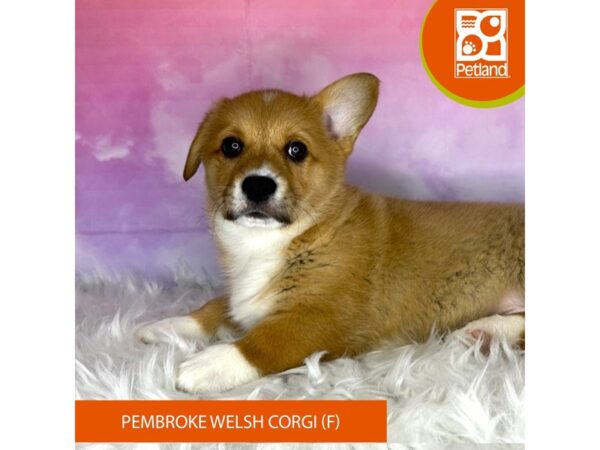 Pembroke Welsh Corgi-DOG-Female-Red-3010-Petland Lancaster, Ohio