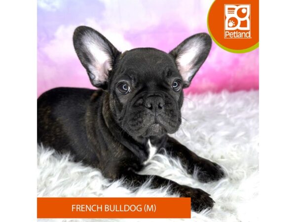French Bulldog-DOG-Male-Brindle-3009-Petland Lancaster, Ohio