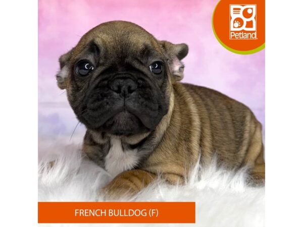 French Bulldog DOG Female Fawn 3008 Petland Lancaster, Ohio