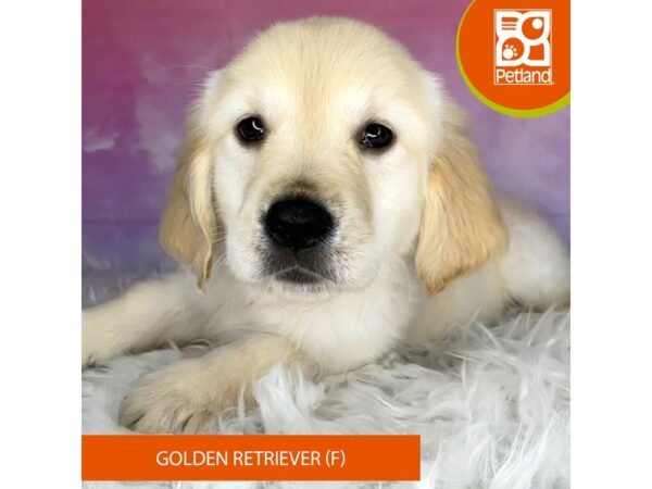 Golden Retriever DOG Female Golden 3007 Petland Lancaster, Ohio