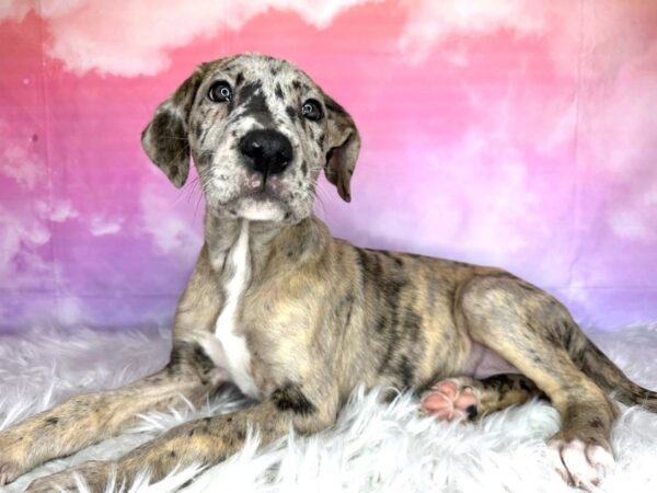 Great Dane DOG Female Merle 3022 Petland Lancaster, Ohio