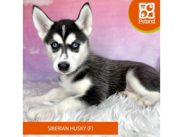 Siberian Husky DOG Female Black / White 3023 Petland Lancaster, Ohio