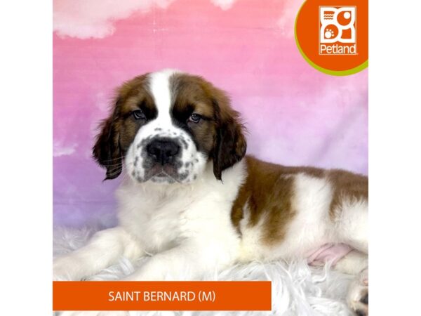 Saint Bernard DOG Male Sable / White 3024 Petland Lancaster, Ohio