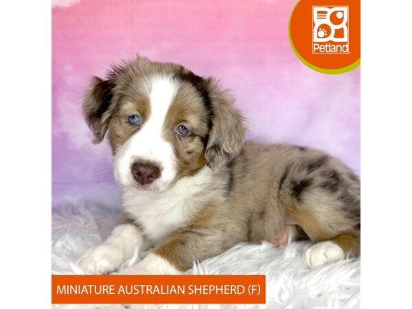 Miniature Australian Shepherd-DOG-Female-Red Merle-3025-Petland Lancaster, Ohio