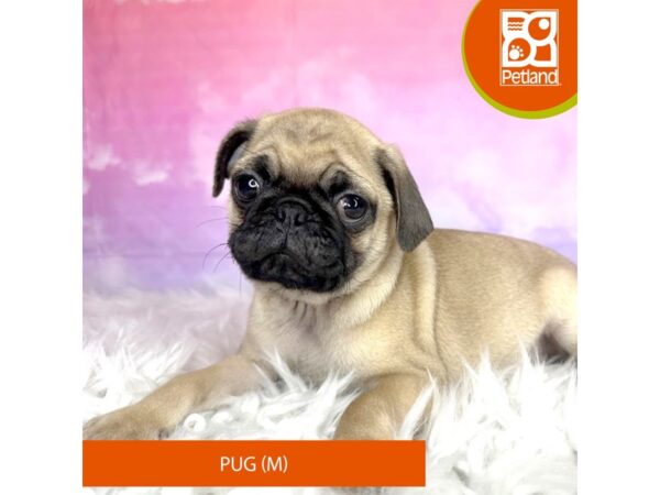 Pug DOG Male Fawn 3026 Petland Lancaster, Ohio