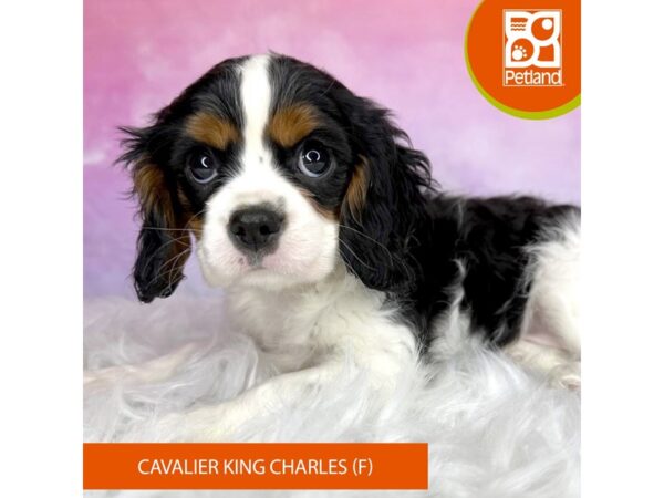 Cavalier King Charles Spaniel-DOG-Female-blk tri-3027-Petland Lancaster, Ohio