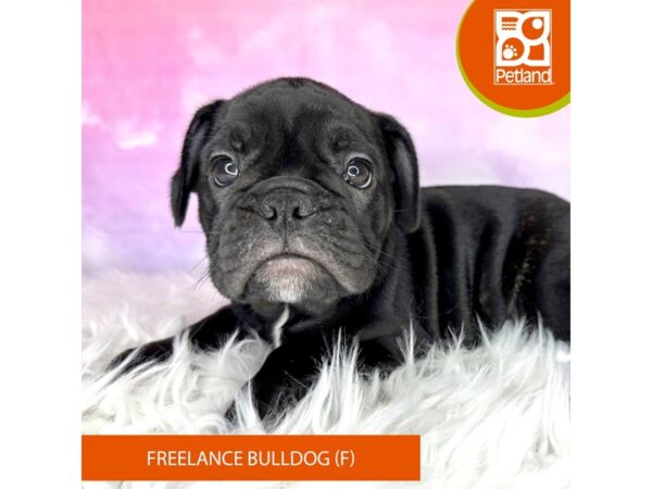 Free Lance Bulldog-DOG-Female-Black-3032-Petland Lancaster, Ohio