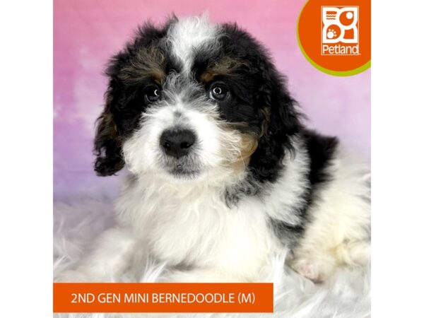 Bernedoodle Mini 2nd Gen-DOG-Male-tri-3031-Petland Lancaster, Ohio