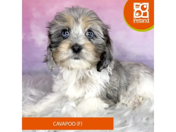 Cavapoo DOG Female blue merle & tn 3030 Petland Lancaster, Ohio