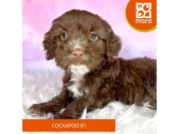 Cockapoo-DOG-Female-chocolate-3029-Petland Lancaster, Ohio