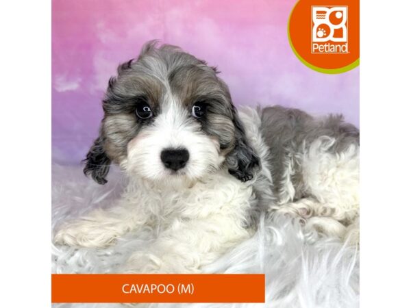 Cavapoo DOG Male blue merle & white 3028 Petland Lancaster