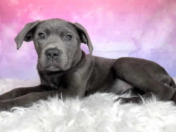 Cane Corso-DOG-Female-Blue-3034-Petland Lancaster, Ohio