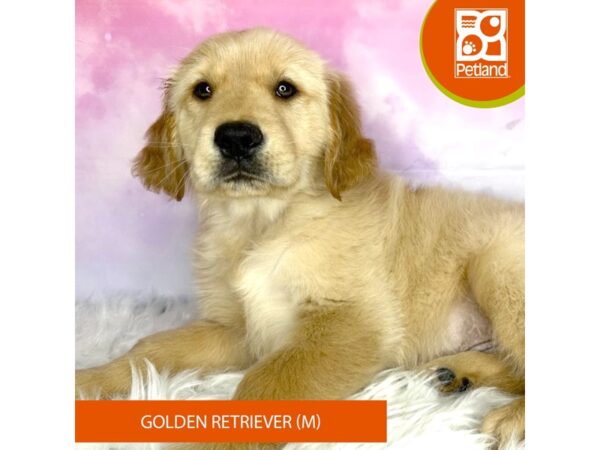 Golden Retriever-DOG-Male-Light Golden-3039-Petland Lancaster, Ohio