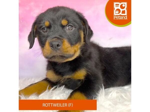 Rottweiler DOG Female Black / Mahogany 3038 Petland Lancaster