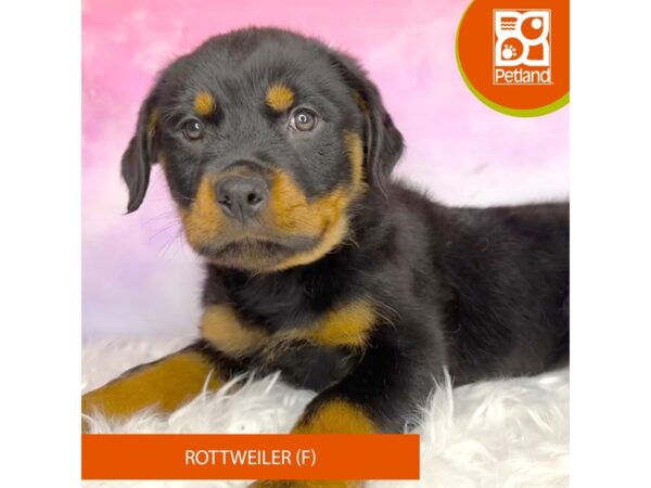 Rottweiler DOG Female Black / Mahogany 3038 Petland Lancaster, Ohio