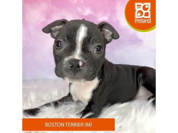 Boston Terrier DOG Male Black / White 3037 Petland Lancaster, Ohio