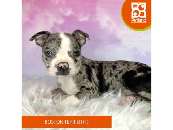 Boston Terrier DOG Female Blue Merle 3036 Petland Lancaster, Ohio