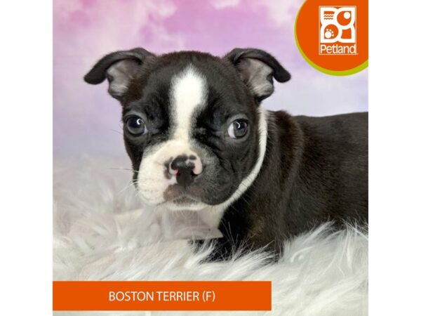 Boston Terrier DOG Female Black / White 3035 Petland Lancaster, Ohio