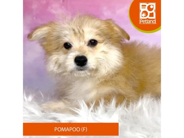 Pomapoo-DOG-Female-Apricot-3033-Petland Lancaster, Ohio