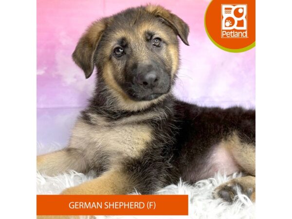 German Shepherd DOG Female blk&tn 3049 Petland Lancaster, Ohio