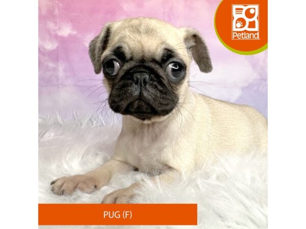 Pug DOG Female Fawn 3048 Petland Lancaster, Ohio