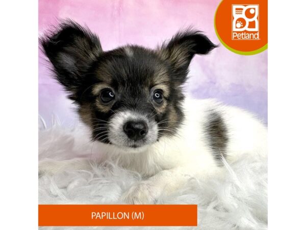 Papillon DOG Male Sable / White 3046 Petland Lancaster, Ohio