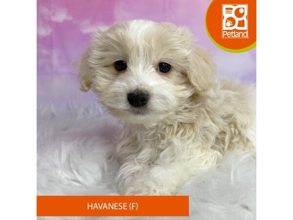 Havanese DOG Female Tri-Colored 3047 Petland Lancaster, Ohio