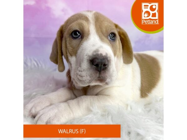 Walrus-DOG-Female-Lilac-3045-Petland Lancaster, Ohio