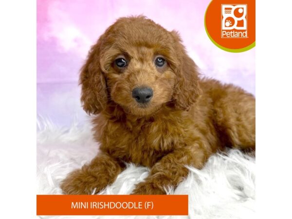 Irishdoodle Mini-DOG-Female-Red-3043-Petland Lancaster, Ohio