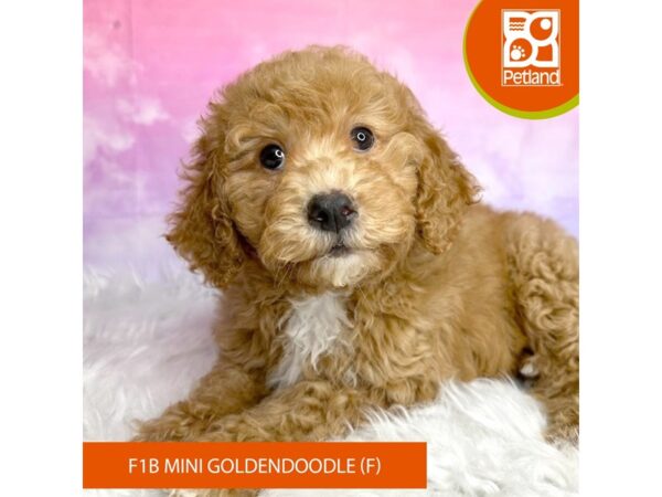 Goldendoodle Mini F1b DOG Female red 3042 Petland Lancaster, Ohio