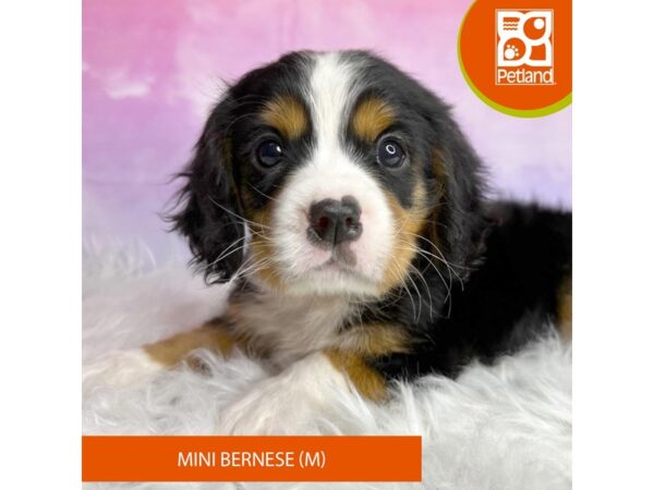 Mini Bernese DOG Male tri 3041 Petland Lancaster, Ohio