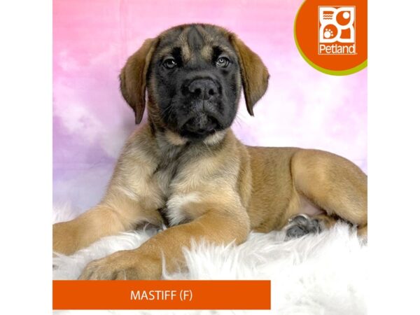 Mastiff DOG Female Brindle 3054 Petland Lancaster, Ohio