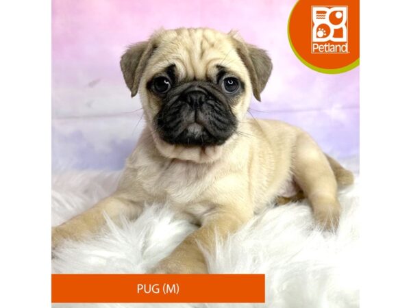 Pug DOG Male Fawn 3053 Petland Lancaster, Ohio