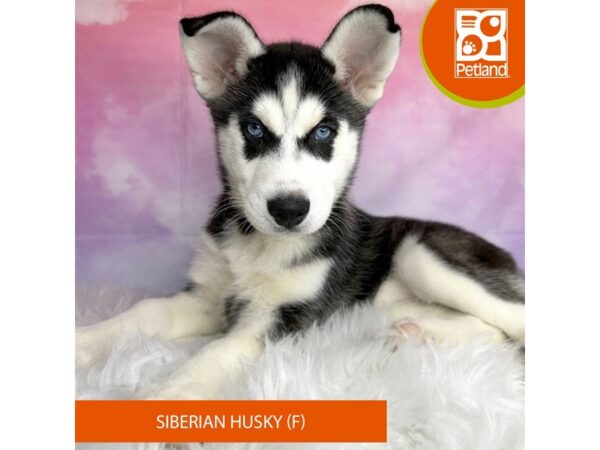 Siberian Husky DOG Female Black / White 3051 Petland Lancaster, Ohio