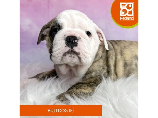 Bulldog DOG Female Brindle / White 3050 Petland Lancaster, Ohio