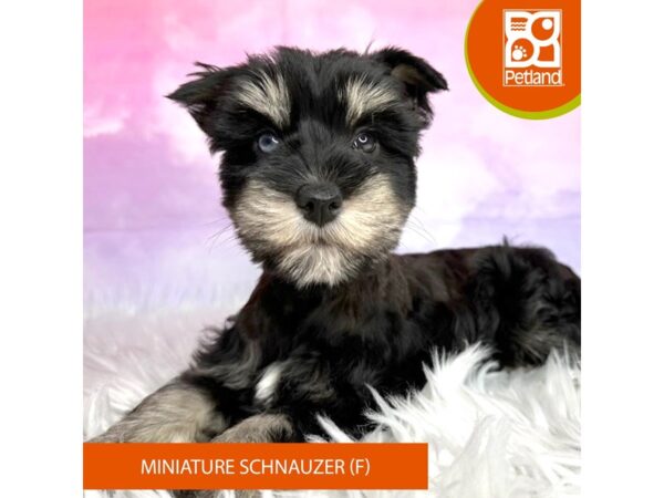 Miniature Schnauzer DOG Female Black and Tan 3055 Petland Lancaster, Ohio