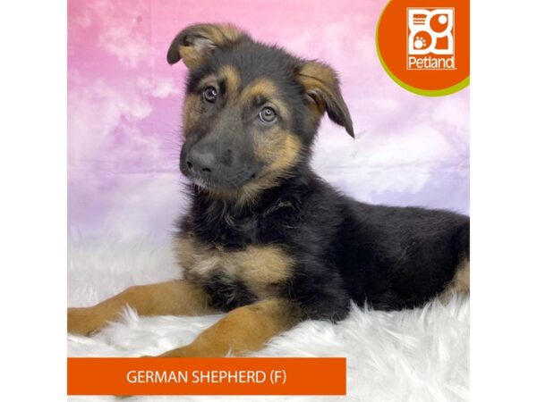 German Shepherd Dog DOG Female Black / Tan 3067 Petland Lancaster, Ohio