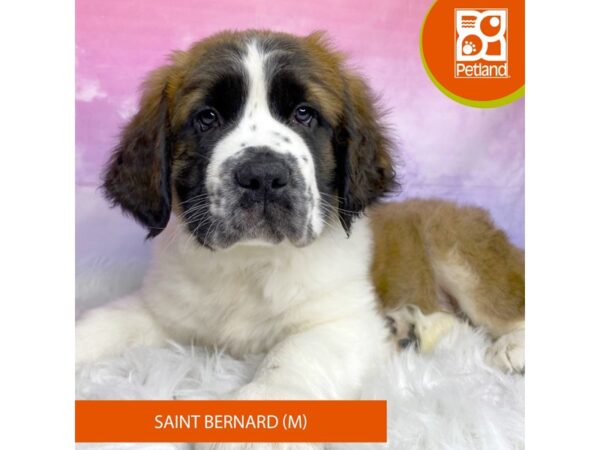 Saint Bernard DOG Male Sable / White 3066 Petland Lancaster, Ohio