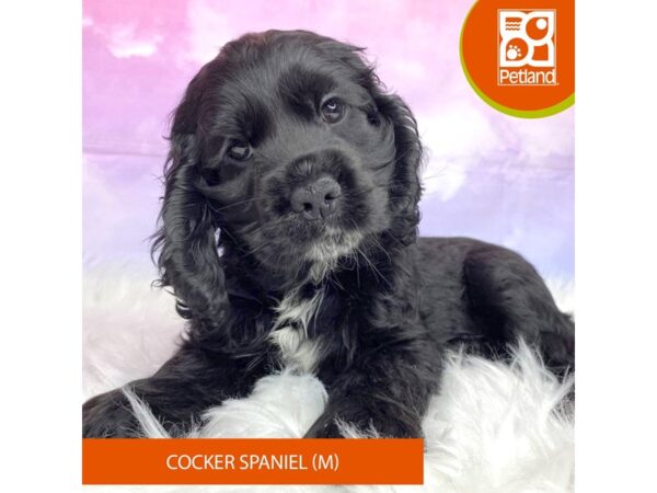 Cocker Spaniel DOG Male Black 3065 Petland Lancaster, Ohio