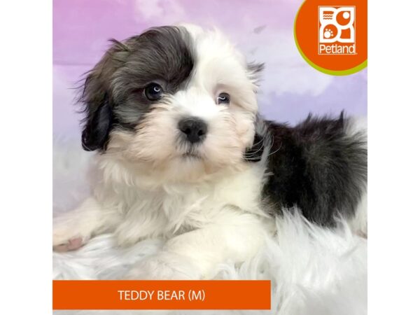 Teddy Bear DOG Male Brown / White 3064 Petland Lancaster, Ohio