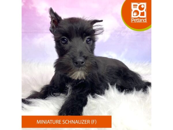 Miniature Schnauzer DOG Female Black 3063 Petland Lancaster, Ohio