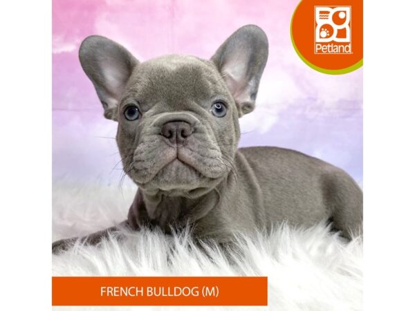 French Bulldog DOG Male Blue 3062 Petland Lancaster, Ohio