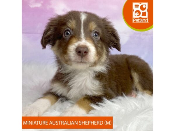 Miniature Australian Shepherd DOG Male Red 3058 Petland Lancaster, Ohio