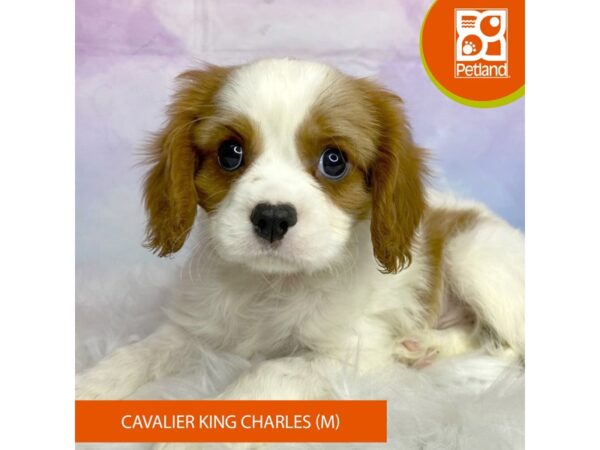 Cavalier King Charles Spaniel DOG Male Blenheim/White 3060 Petland Lancaster, Ohio