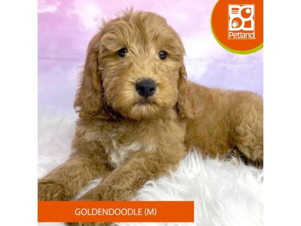 Goldendoodle DOG Male Golden 3059 Petland Lancaster