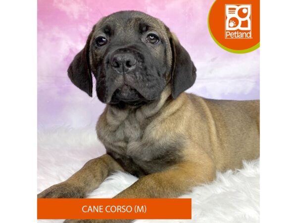 Cane Corso DOG Male Fawn 3057 Petland Lancaster, Ohio