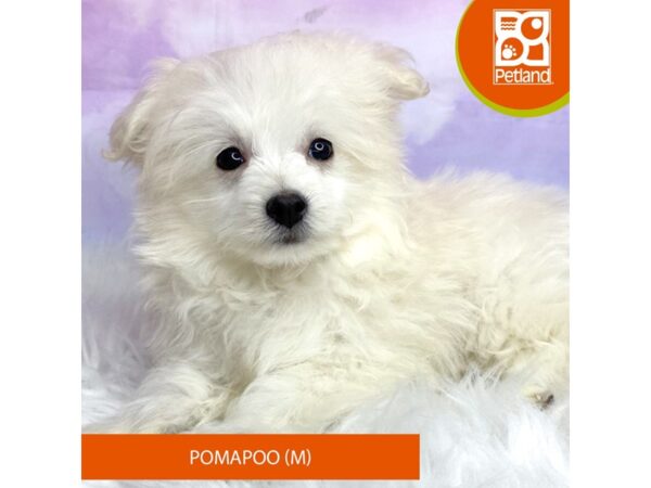 Pomapoo-DOG-Male-Cream-3056-Petland Lancaster, Ohio